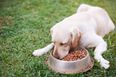 Pet foods recalled after 70 dogs die in US