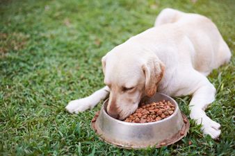 Pet foods recalled after 70 dogs die in US