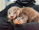 Otter cubs wandering the streets looking for their mother have been rescued