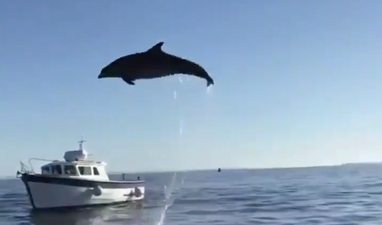 Dolphin seen in Galway Bay probably not Fungie