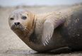 London seal ‘Freddie Mercury’ put down after dog attack