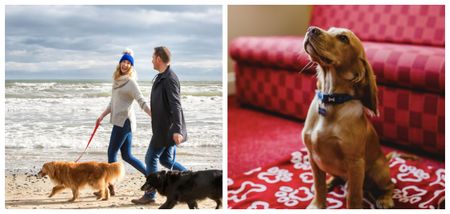Fur babies welcome! 8 dog-friendly hotels in Northern Ireland to book into this summer