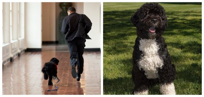 The Obama's family dog, Bo, has died
