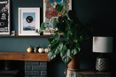 Green-thumb free? Here are five houseplants you couldn’t kill if you tried