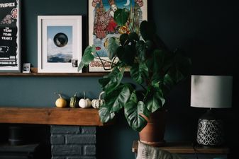 Green-thumb free? Here are five houseplants you couldn’t kill if you tried