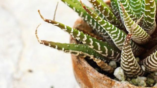 keeping plants alive