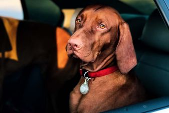 The dangers of leaving pets in hot cars and what to do if you see one