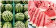 Pregnant? Here is why you should make sure to pick up a watermelon on your next grocery run