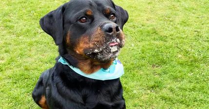 Opinion: Please don’t give up on your rescue dog – they’re so worth it