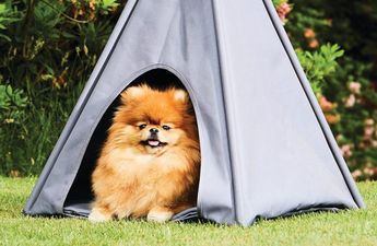 Aldi is selling the cutest outdoor teepee for your dog