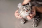 New study finds cats see their owners as parents