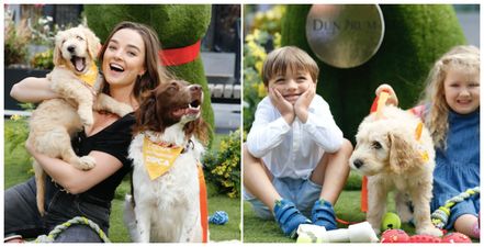 There is a fun and educational event for your four-legged friends happening in Dundrum this weekend