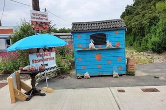 Wexford people rally around 11-year-old boy after strawberry stand robbery