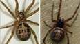 National Poisons Information Centre warns public over increase in false widow spiders