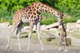 Dublin Zoo is offering visitors half price tickets