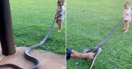 Toddler helps ‘Outback Wrangler’ dad remove massive snake