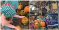 No pumpkin patch tickets? This Dublin garden centre is the next best thing