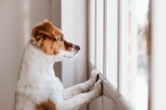 DSPCA urges pet owners not to forget their dogs as they return to office
