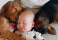 Stacey Solomon sparks debate after sharing photo of Rose and her dogs
