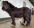 ISPCA rescue pony with extremely overgrown hooves