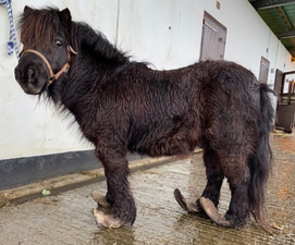 ISPCA rescue pony with extremely overgrown hooves