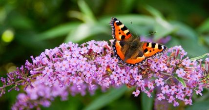 QUIZ: How well do you know your local wildlife? Answer these questions to find out!