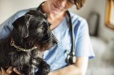 Dog owners, beware: everything you need to know about ‘Alabama rot’
