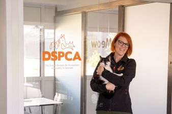 The Shelter: Animal SOS returns to RTÉ One for a brand-new series