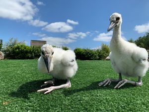 Tayto Park welcomes three chicks and need your help naming the new arrivals