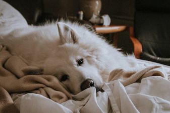 Bereaved pet owners should be offered compassionate leave