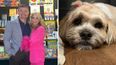 Brian O’Driscoll brings the wrong dog home from the groomers
