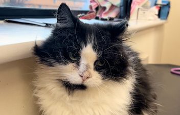 DSPCA launch special appeal for cat with cancer