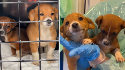 DSPCA rescues two puppies that were dumped in rubbish
