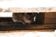 Neighbours see rats climbing curtains in abandoned Dublin house