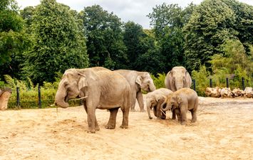 Dublin Zoo will be closed this week due to President Biden’s visit