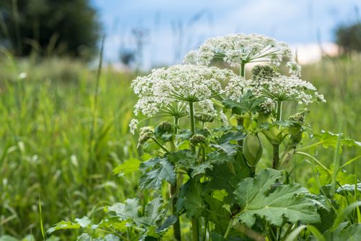 Giant Hogweed