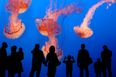 Are you a ‘Jellyfish parent’? The social media term explained