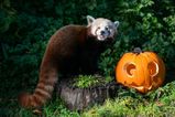 Get ready for Spooktacular celebrations at Dublin Zoo on Halloween weekend