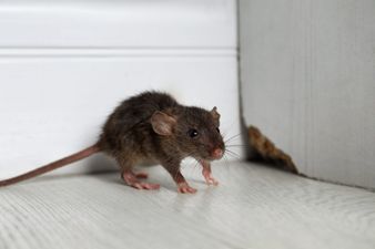 Woman shares €12 solution to find out where mice are in your house
