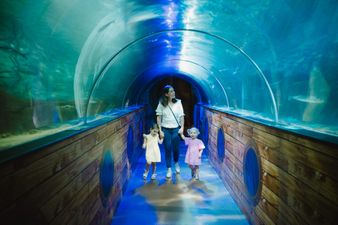Zoos, farms and wildlife experiences – 15 Daycation ideas your family will love