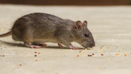 ‘Widespread rodent infestation’ discovered at Dublin creche