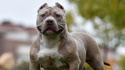 12-month-old baby girl ‘seriously injured’ after XL bully attack in Kerry