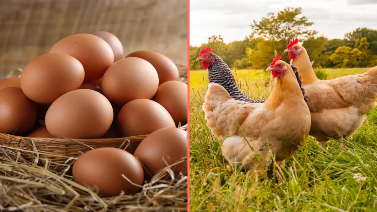 Scientists say they finally know what came first the chicken or the egg
