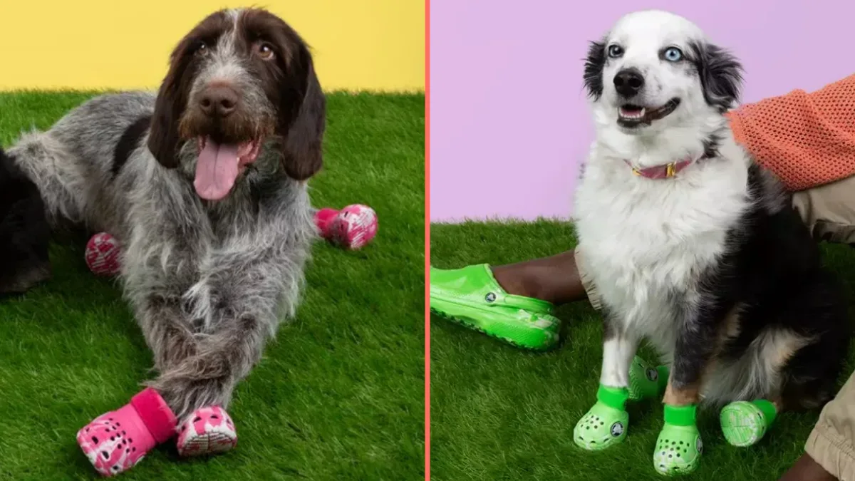 Crocs announce they are launching shoes for dogs