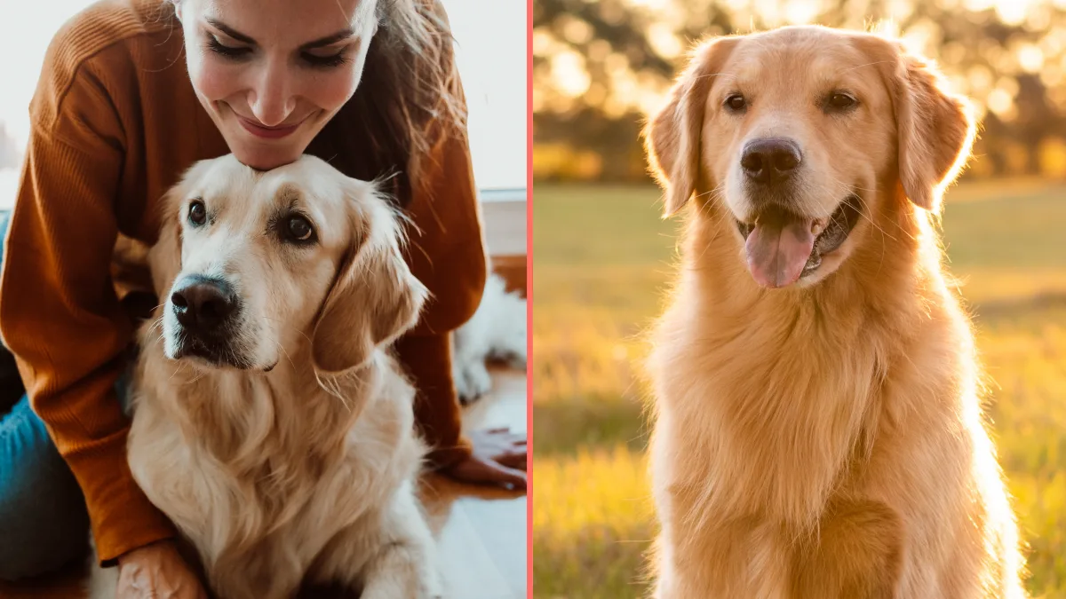 Dogs are entering a new stage of evolution, scientists discover