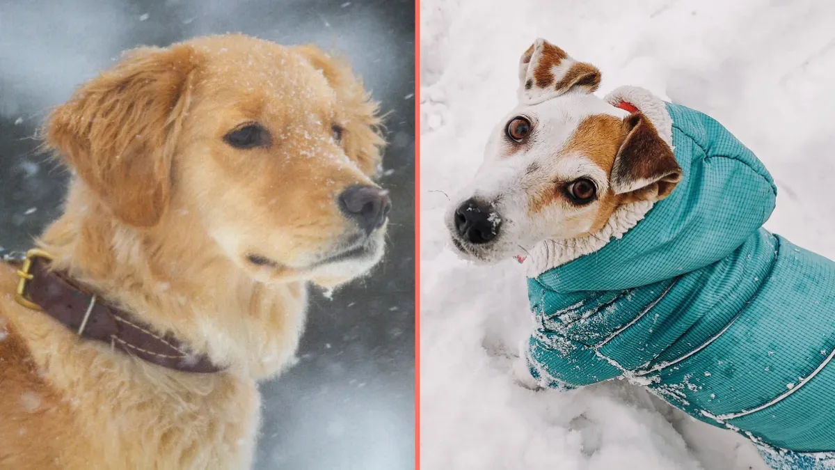 Expert issues warning over when it’s too cold to walk your dog