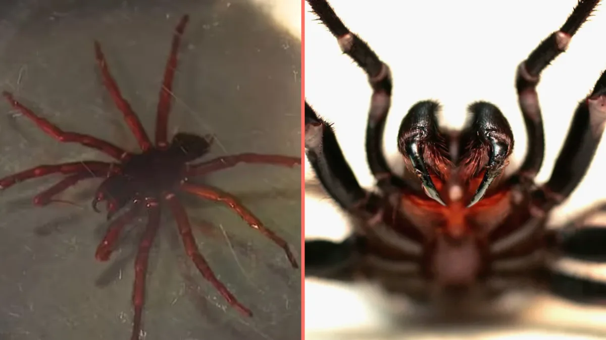 Highly dangerous new species of spider has been found