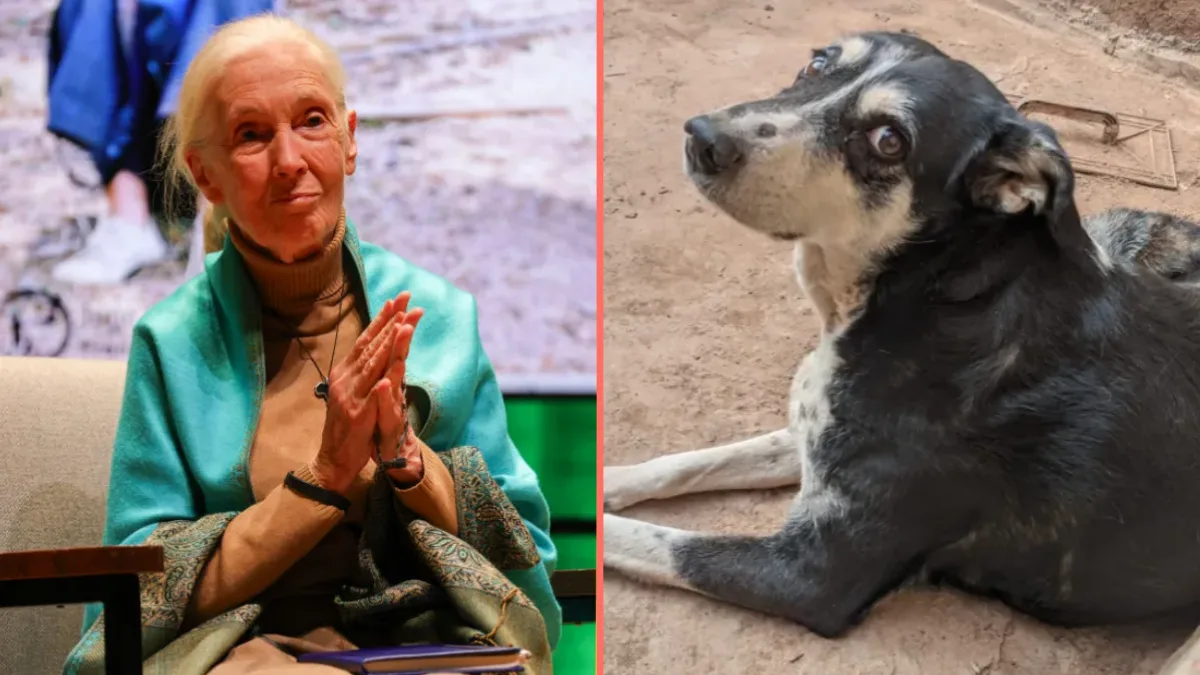 Three million dogs could be killed in Morocco ahead of FIFA World Cup