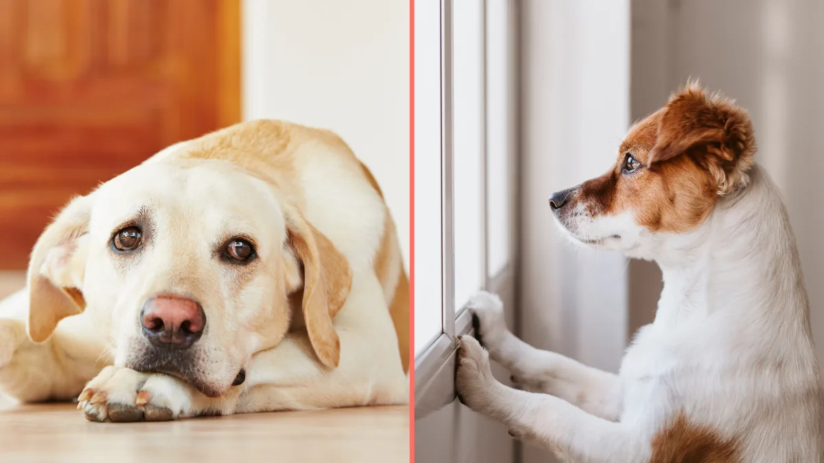 Expert reveals maximum amount of time it’s fair to leave your dog home alone