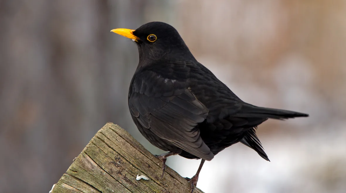 Warning issued to anyone who sees blackbirds in their garden
